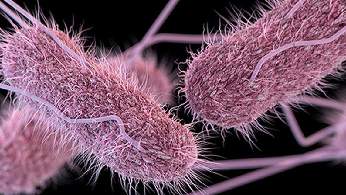 An outbreak of Salmonella Oranienburg has sickened at least 127 people across the U.S. Photo from CDC.