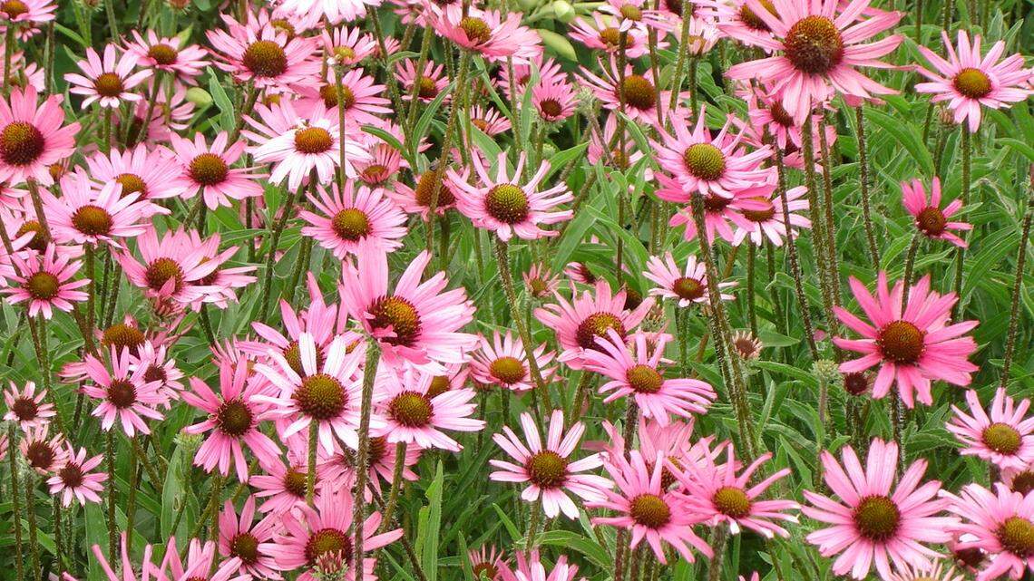 These days, what’s trending are gardens that benefit nature. Plants like echinacea help preserve and enhance beneficial insects and pollinators.