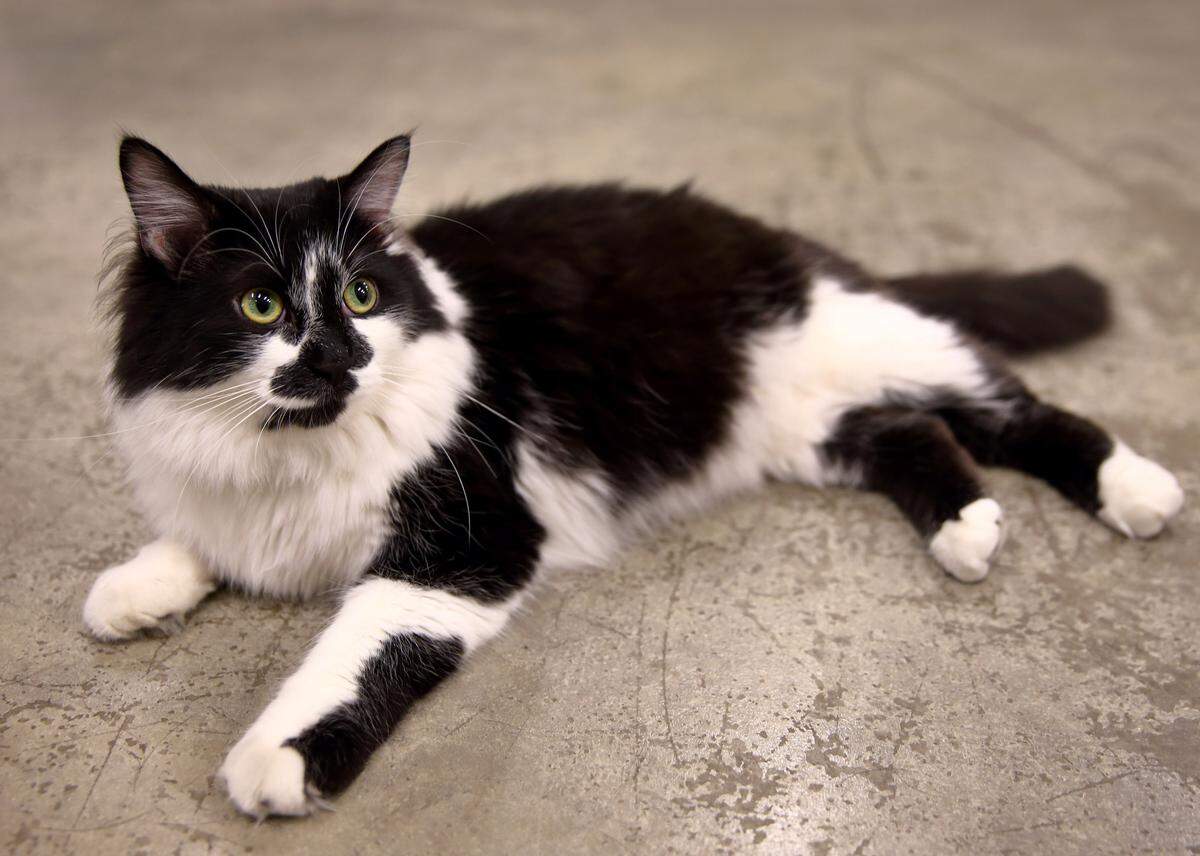 The ASPCA has named a cat named D-O-G from St. Louis its Cat of the Year.