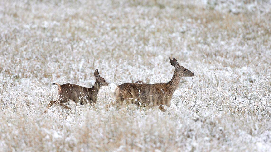 File photo of deer in Colorado snow. A hunter was killed after he mistaken for a wounded deer on Nov. 25, 2021, Ontario County Sheriff’s Office said. The accused shooter was arrested on Jan. 4, 2022.