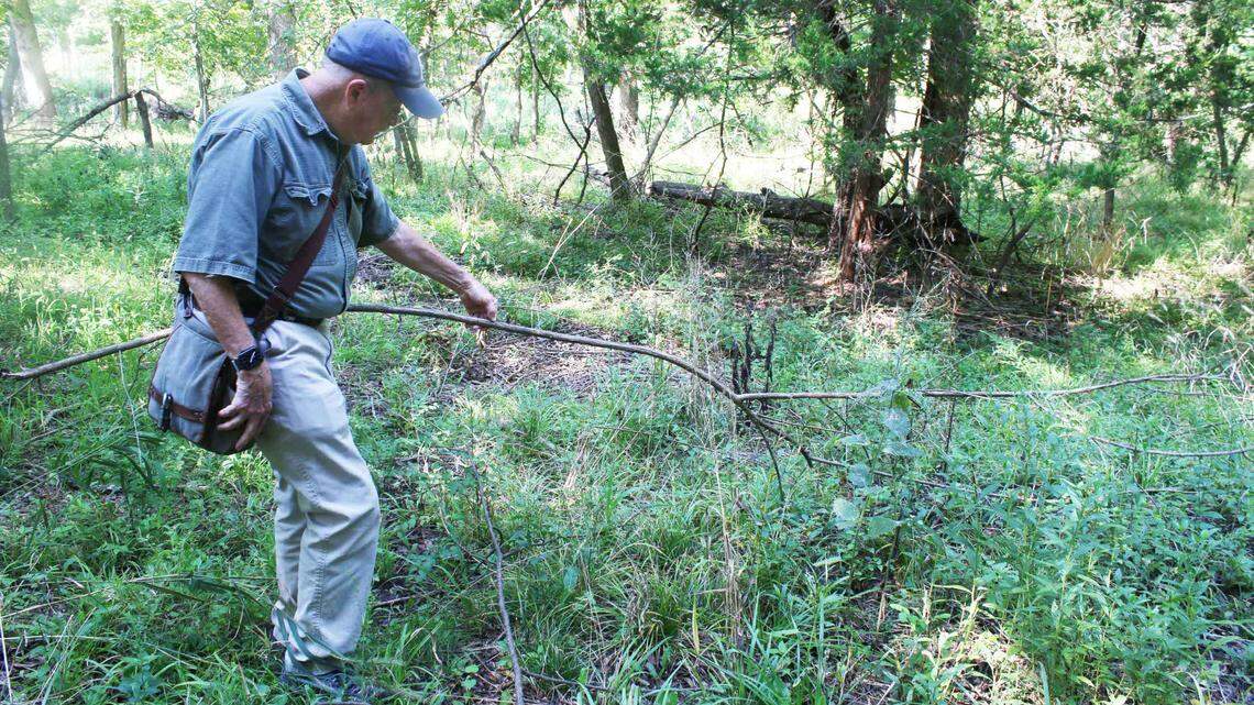 Mike Rafferty, a master naturalist with Johnson County Extension, picks up the branch of a dead shrub honeysuckle plant. Rafferty is giving public tours of Ernie Miller Park to show what efforts to remove invasive plants like this one have done so far and what’s still ahead.