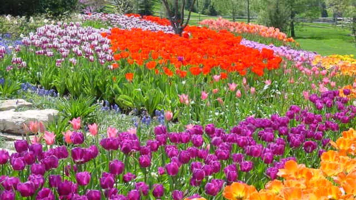 A mass of tulips is a brilliant and welcome sign of spring. It’s a little tricky in our climate, but take a few simple steps and they’re likely to rebloom next year.
