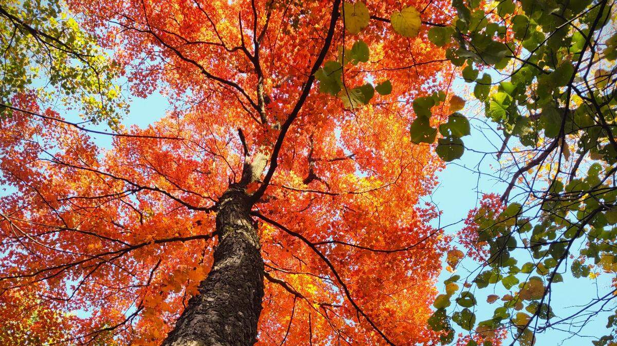 Anthocyanin pigments result in the development of purple and red fall colors.