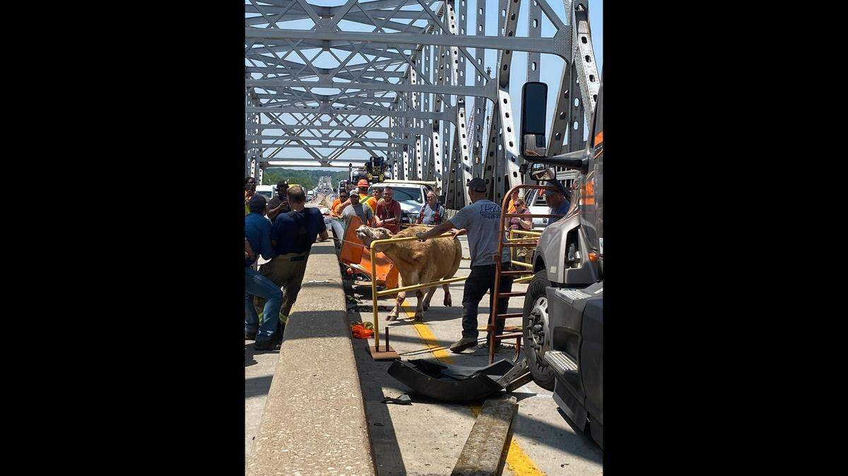 One person was injured and at least four cows died following a five-vehicle crash on the Missouri River Bridge near Columbia, involving a cattle trailer, a semi-truck and three other vehicles.