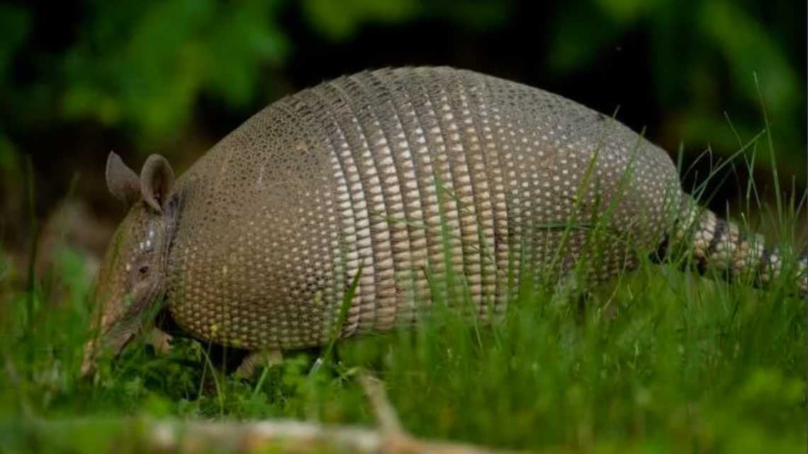 Seeing more armadillos on Missouri roads? Here’s why & what to know about the critters