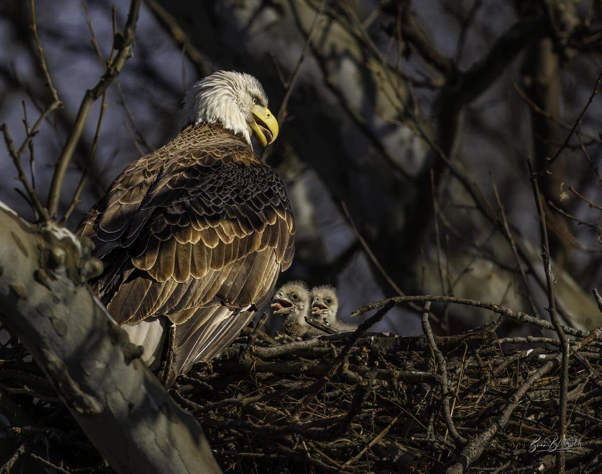After waiting about two hours with a birding friend, photographer Brian Bloch (@wilburbernard on Instagram) captured two eaglets a last week after they popped their heads up above an eagles nest in southern Overland Park.