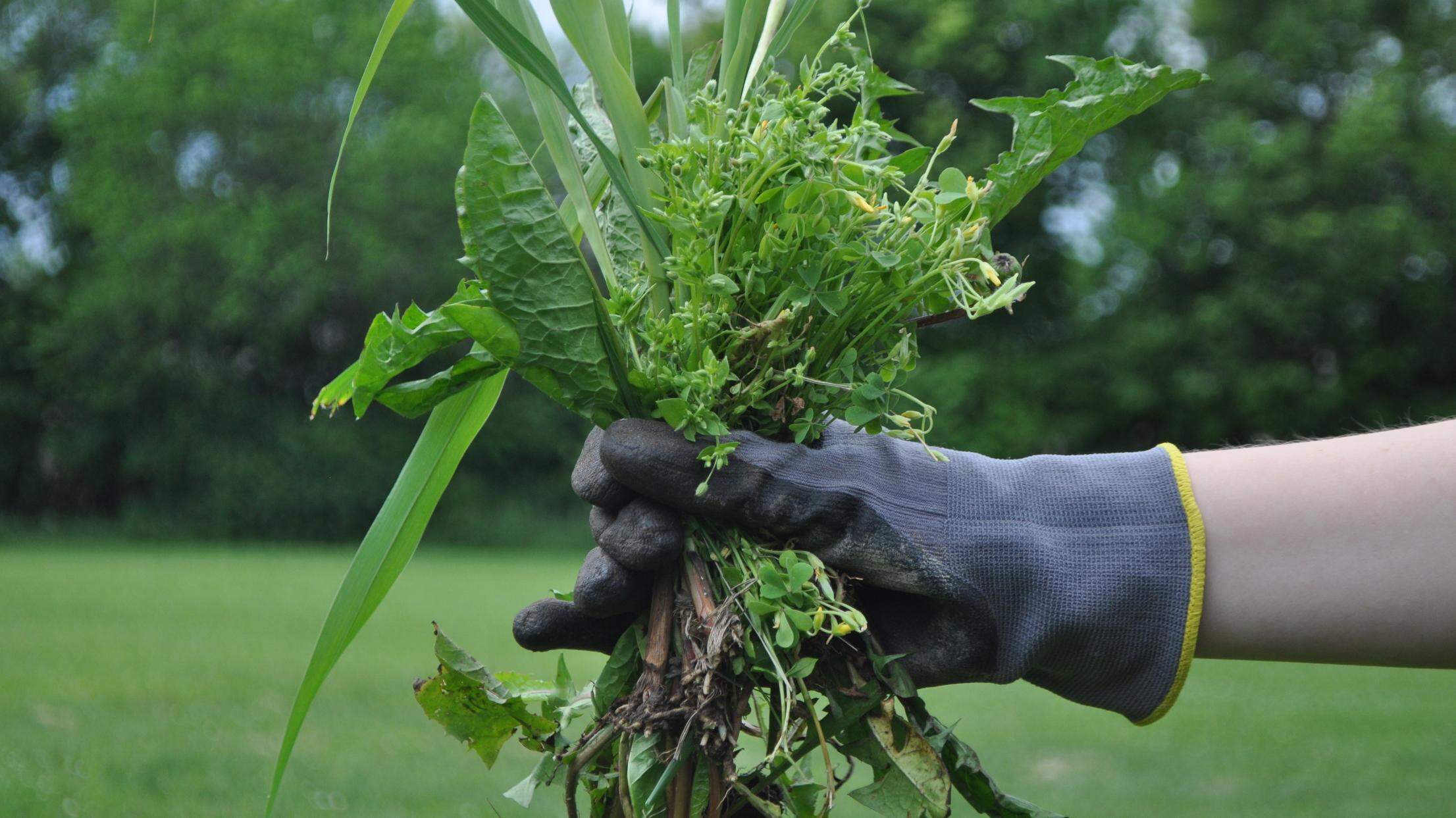 Fall arrives in Kansas City: How to get rid of your leaves, branches and brush for free