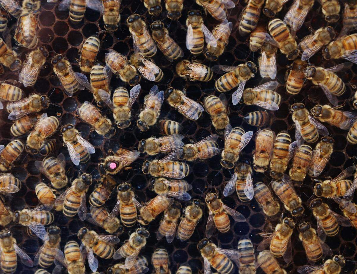A Lyman Elementary School teacher found a hive of bees in the wall behind her classroom. The school is looking for someone to safely remove the hive and save the bees.