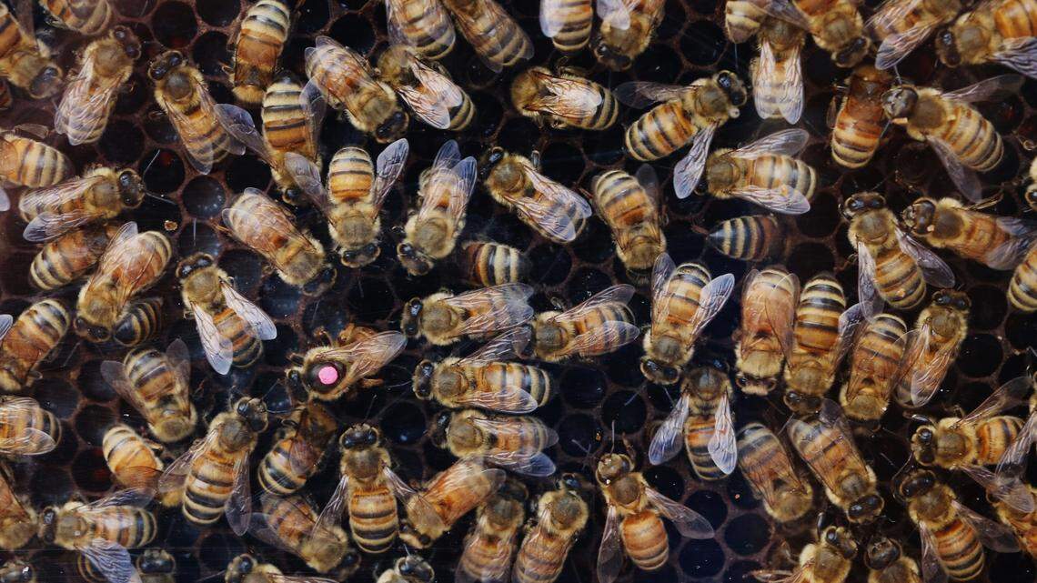 30,000 bees live in the wall of a MS Coast classroom. Students want to save the hive.