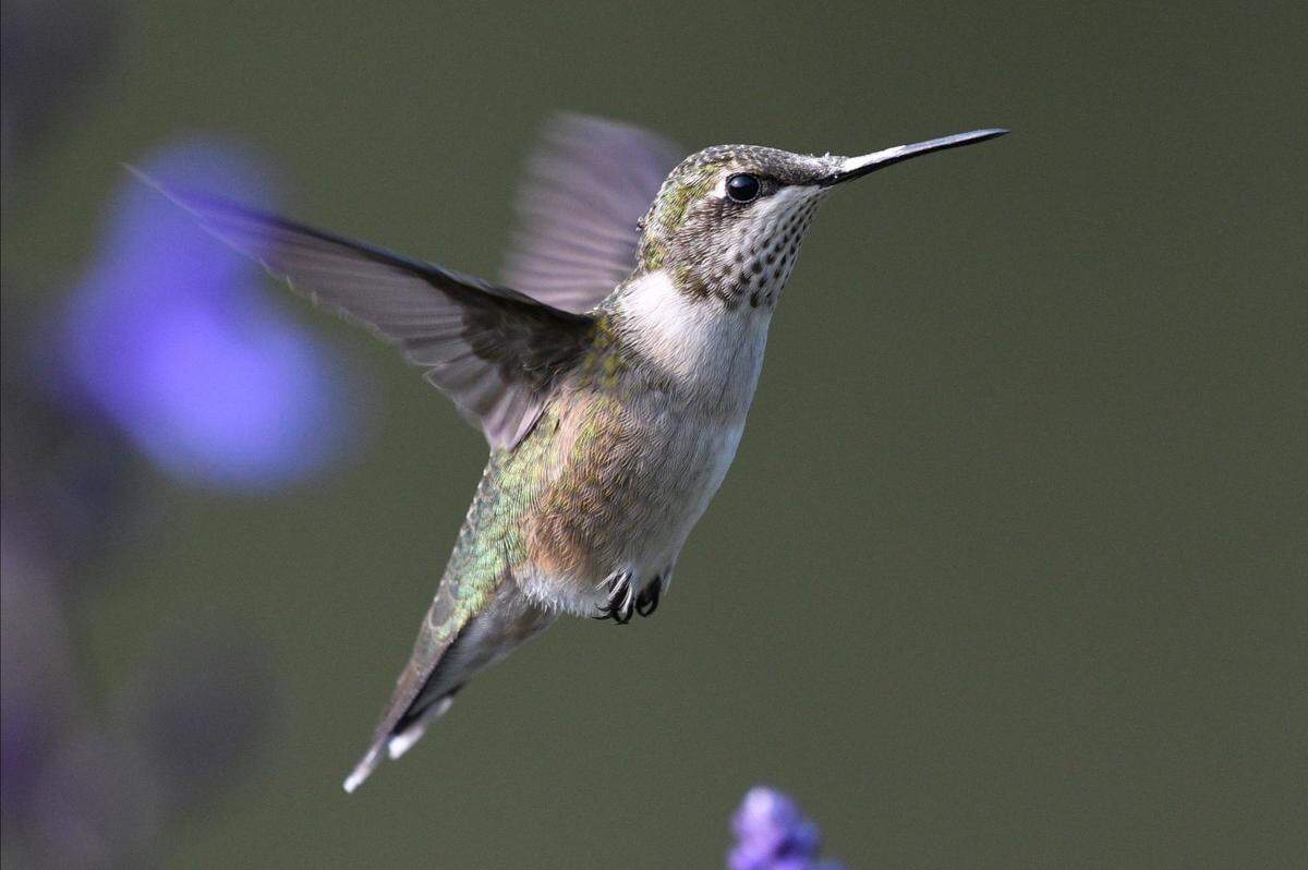 A hummingbird at the Overland Park Arboretum & Botanical Gardens.