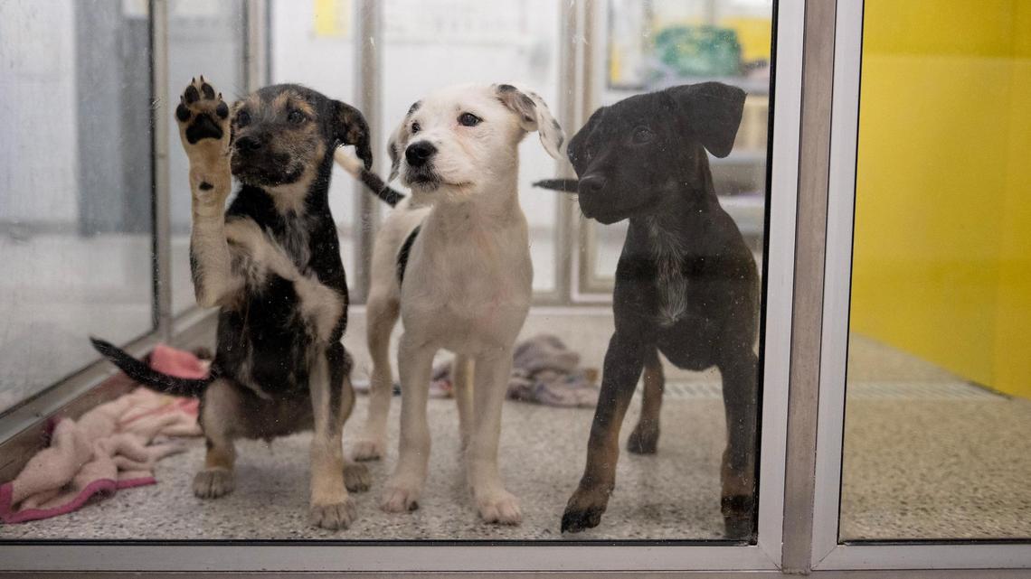 Puppies wait in their kennel at KC Pet Project in 2023.