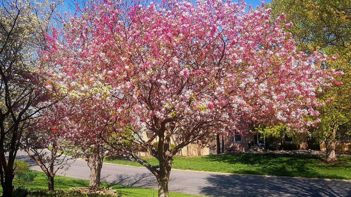The Coralburt crabapple makes a bold statement.
