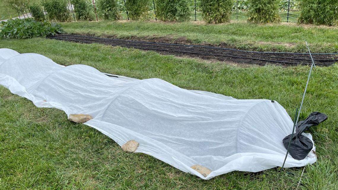 Row cover cloth is intended to prevent damage from light frosts, with up to 4 degrees of temperature protection past freezing.