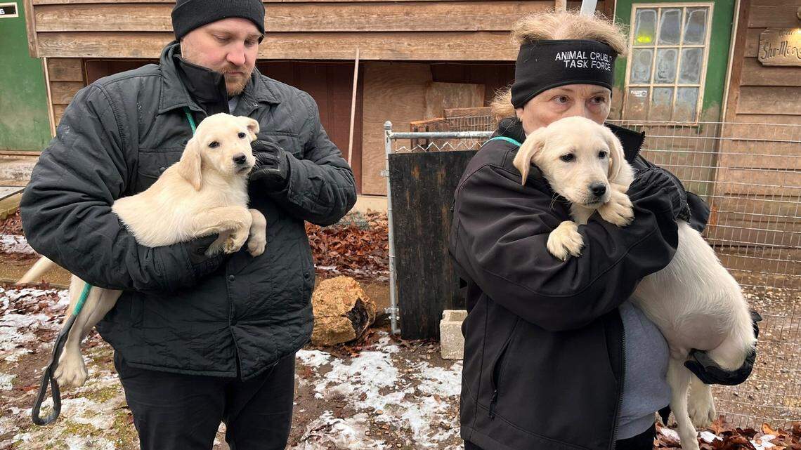 The Humane Society of Missouri’s Animal Cruelty Task Force rescues 97 Labradors from the property of an unlicensed breeder in Phelps County, according to officials.