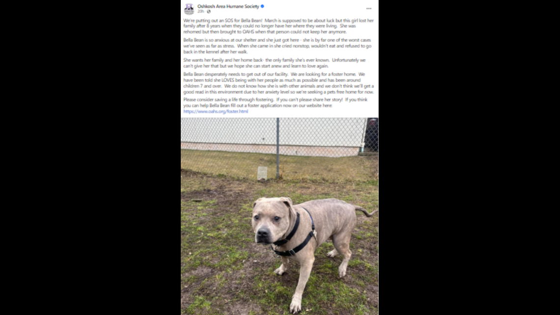 A Wisconsin shelter is “desperately” looking for a foster home for an “anxious” dog after she lost her family of eight years. 