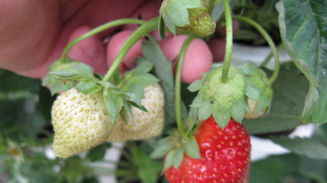 Easy-to-grow berries add interest to veggie gardens — and a divine touch to the plate