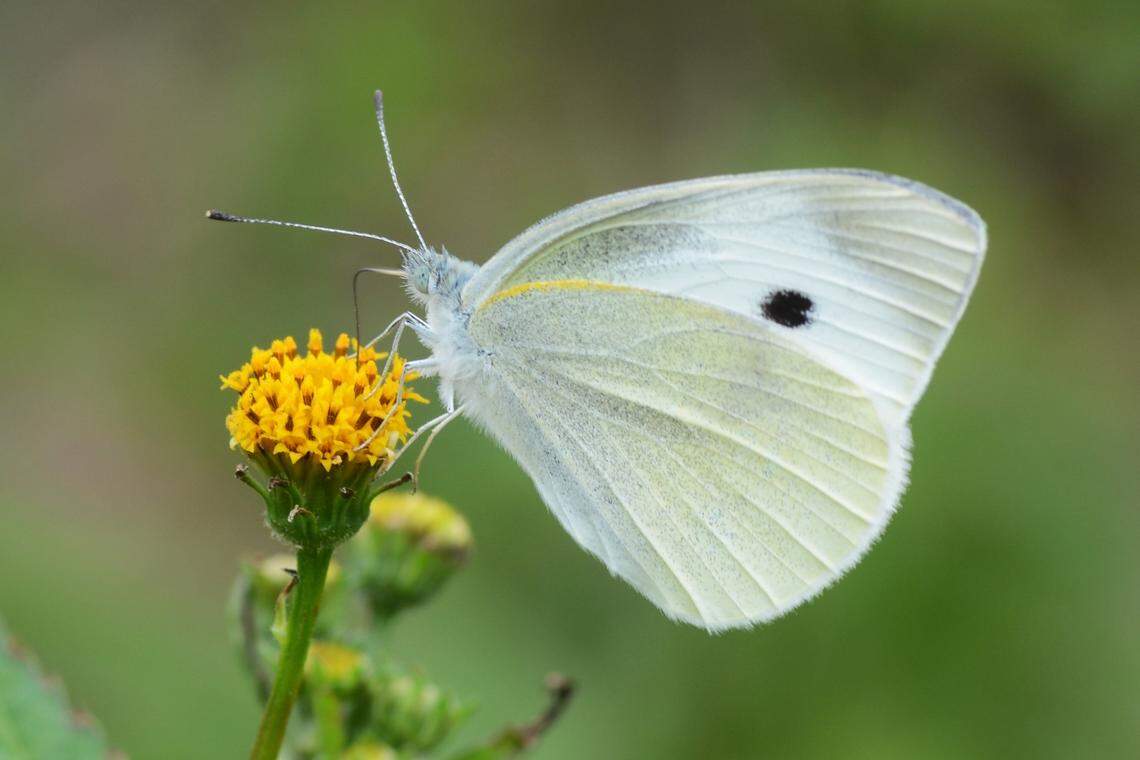 Cabbage butterfly (Pieris rape)