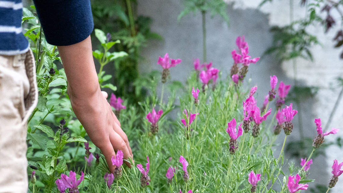 Sensory regulation gardens: How these therapeutic outdoor spaces help calm the mind and body