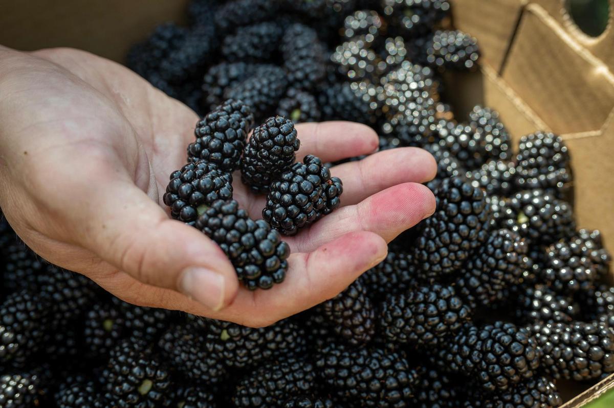 Blackberries at Gieringer’s Family Farm, a U-pick Orchard & Berry Farm, on Wednesday, June 18, 2025, in Edgerton, Kansas.