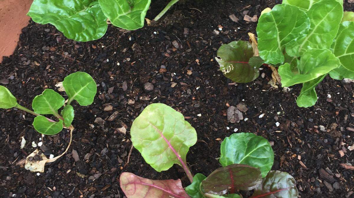 Rainbow chard will add a splash of color to your container gardens.