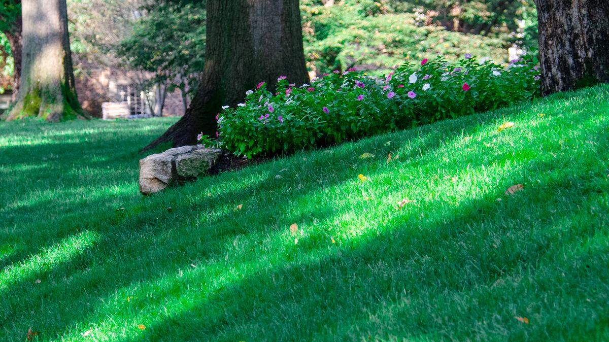 Want a lush lawn like this in the spring and summer of 2024? Do a bit of maintenance in November to get that grass in good shape.
