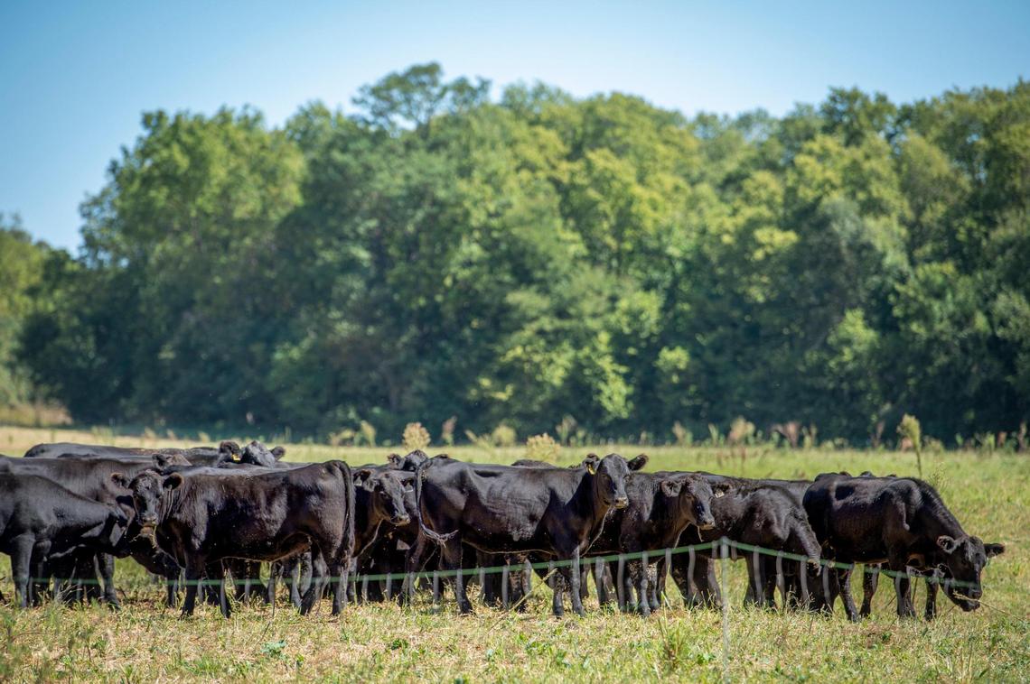 Cattle graze in an adaptive grazing area, part of a regenerative agriculture program, that has been implemented on the reservation of the Iowa Tribe of Kansas and Nebraska in White Cloud, Kansas. The tribe seeks to improve the health of the soil and the members by improving the way they grow and produce food.