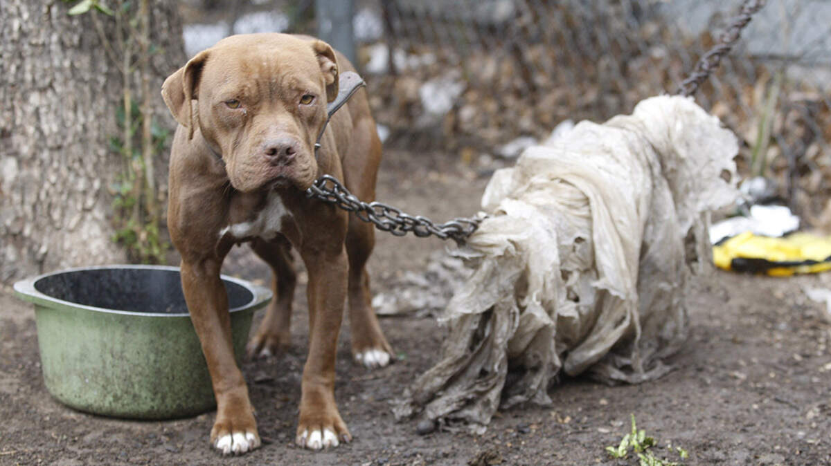 Other states put concrete limits on how long vulnerable animals can be subject to the elements. Why not here?