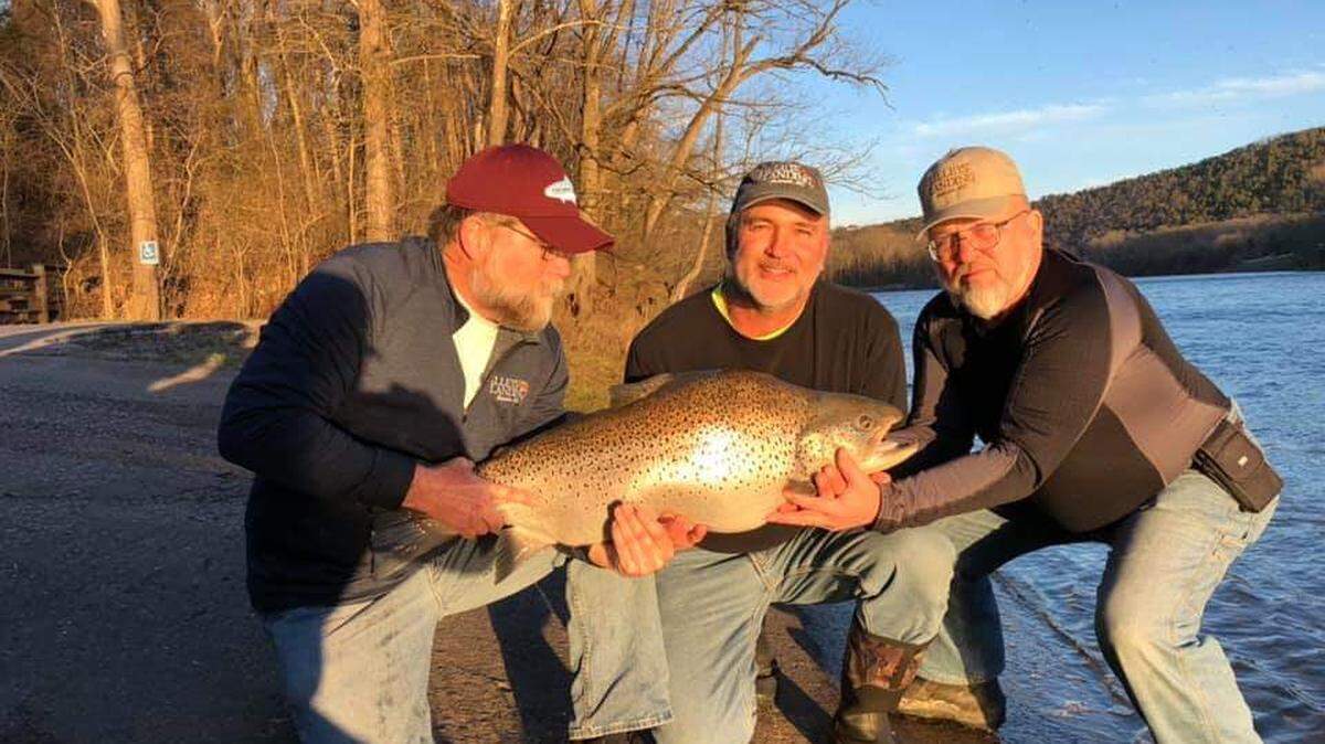 Paul Crews (center) poses with the Missouri-record 34-pound, 10-ounce brown trout (known as “Frank” to locals) that he caught on a sculpin marabou jig made by PJs using 4-pound test line. Also pictured is Phil Lilley (left) and Jim Rayfield (right). Rayfield was Crews’ fishing partner during the tournament in which the giant brown was caught. The new record beat the old record by about six pounds. The fish was released in good condition shortly after this photo was taken.