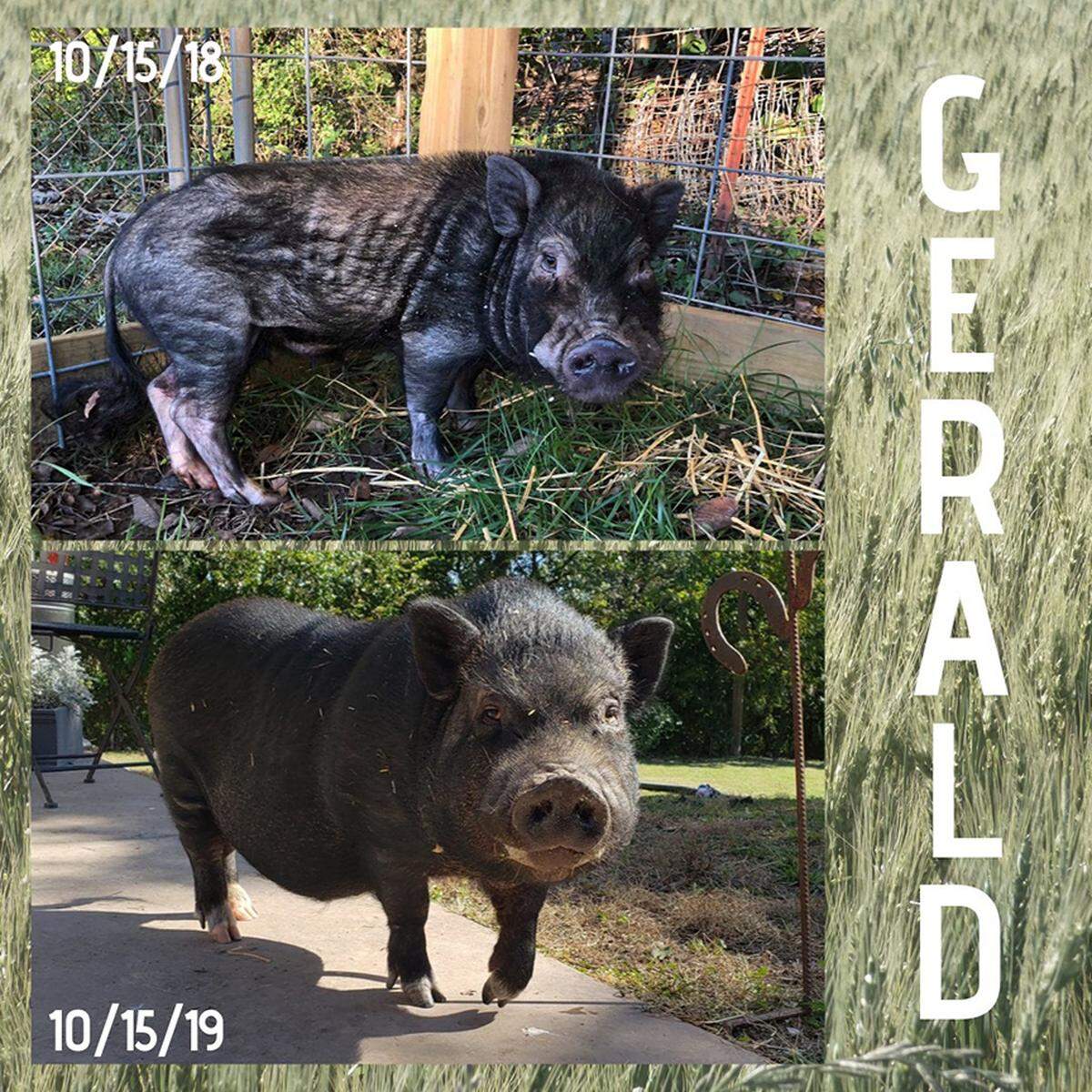 Emily McLeod provided this composite photo showing the before and after photos of Gerald, a pig she and her husband, Dave Jennings adopted from Kansas City Pig Rescue Network. 