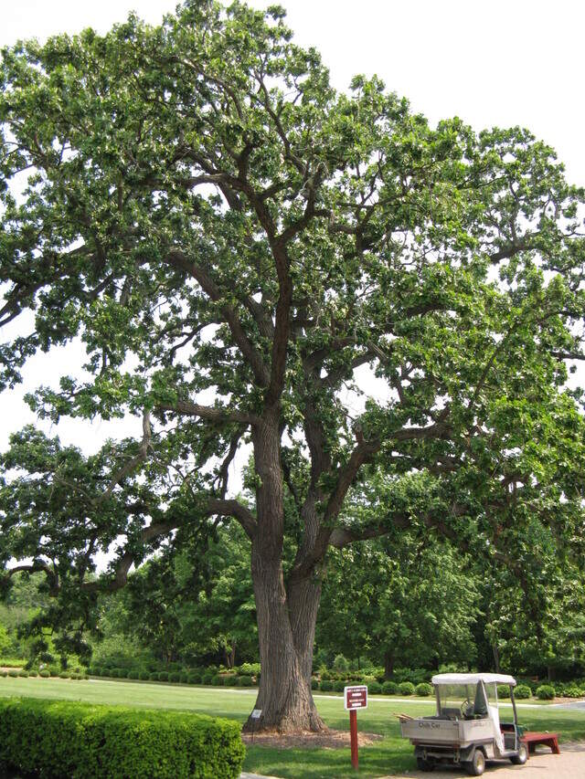 Let’s ensure next generations will enjoy majestic old trees | Kansas ...