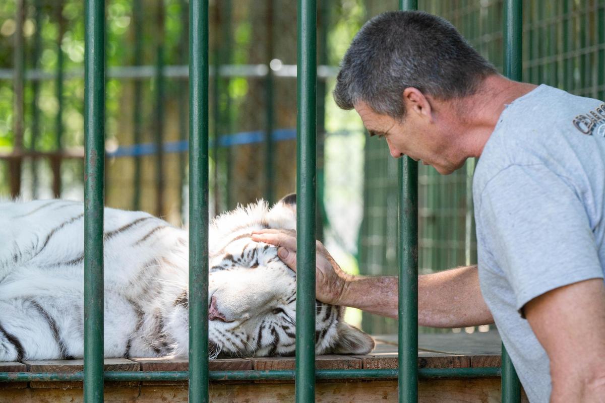 Steve Klein pets one of the Bengal tigers living at Cedar Cove Conservation & Education Center in Louisburg, Kansas on Thursday, May 22, 2025. Klein has known these animals for 10 years and has developed a report with them that allows him to pet some of the large cats. Cedar Cove has provided a safe haven for displaced exotic animals for the last 25 years.