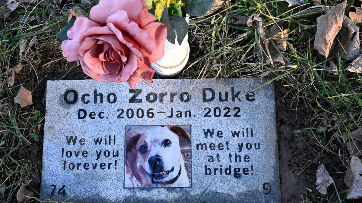A granite headstone marks the final resting place of Zorro, a red heeler mix rescue dog owned by Chris Trainer and her husband, Dan Bromley. Zorro is buried at the Pet Memorial Park at Wayside Waifs. The couple’s other dog, Elle, has since been buried next to Zorro and is awaiting a headstone.