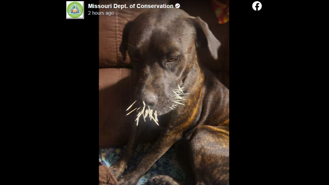 This dog is one of two who were attacked by a porcupine, wildlife officials said.
