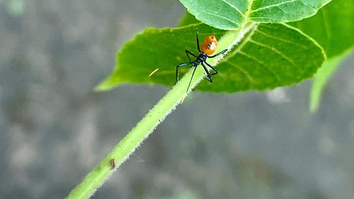 Richard Espinoza’s niece taught him that even to eyes jaded by a grand mountain range, a new, tiny bug can be thrilling.