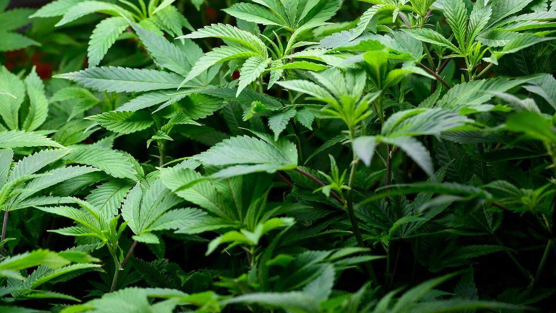 Clones of marijuana plants grow in the nursery at a cultivation plant.