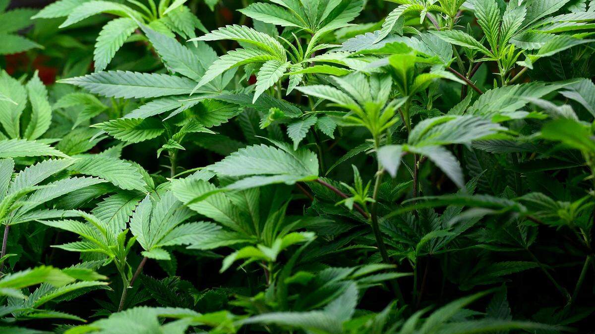 Clones of marijuana plants grow in the nursery at a cultivation plant in Kansas City.