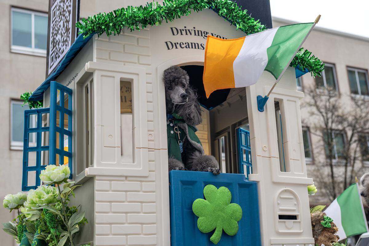 A dog sits inside a playhouse during the St. Patrick's Day parade on Tuesday, March 17, 2026, in Kansas City.