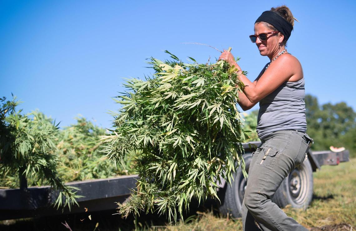 Georgia Beck carries just-harvested hemp plants to a trailer in the field on the reservation of the Iowa Tribe of Kansas and Nebraska in White Cloud, Kansas. Beck is a member of the Iowa tribe. The hemp is used to produce many products including Soje, the first Native hemp cigarettes. Soje is the Ioway word for smoke.
