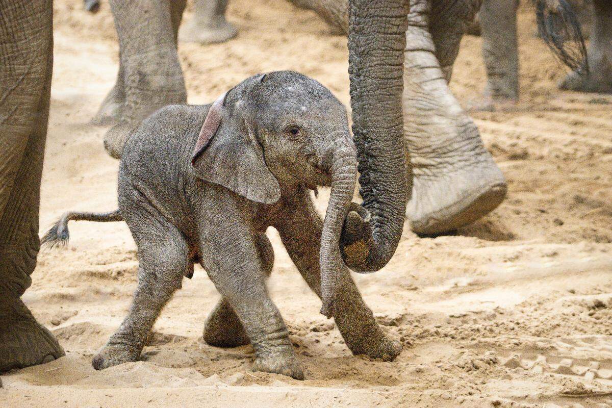 The calf played with his mom, Omma.