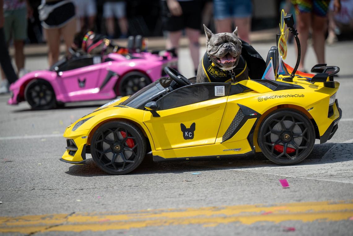Frenchies from the KC Frenchie Club rode in a remote control car during the KC Pride Parade on Saturday, June 8, 2024, in Kansas City.