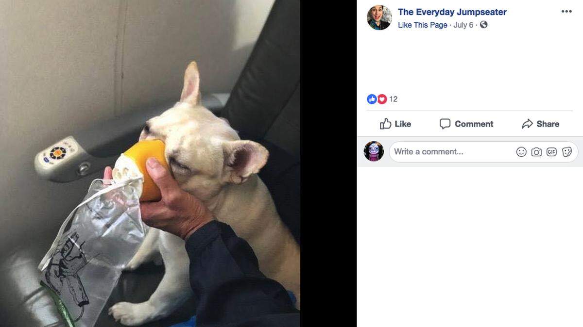 Michele and Steven Burt of Massachusetts credit two JetBlue flight attendants with saving Darby, their French bulldog, when the dog began panting heavily and struggling for oxygen on a flight last week. The attendants put an oxygen mask on Darby, who recovered.