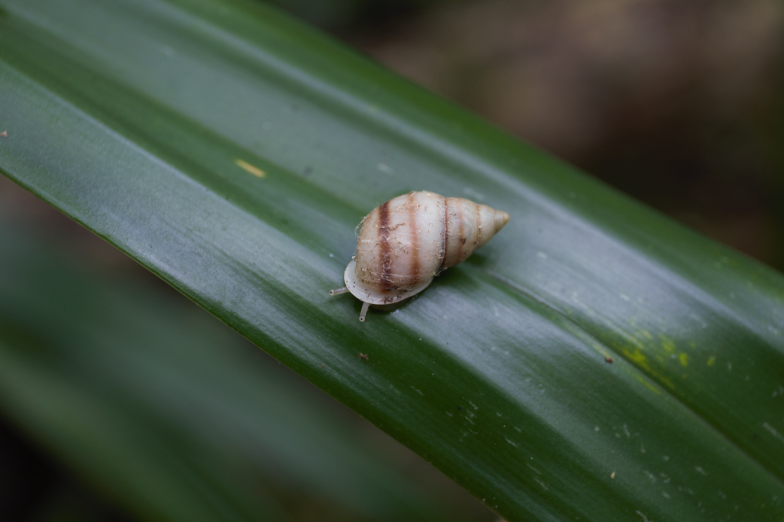 An unmarked born-in-the-wild Partula tohiveana was found in Moorea.
