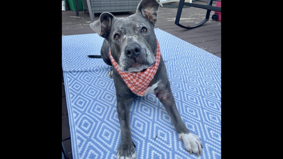 If you’re looking for an affectionate cat or dog, take your pick of these charmers