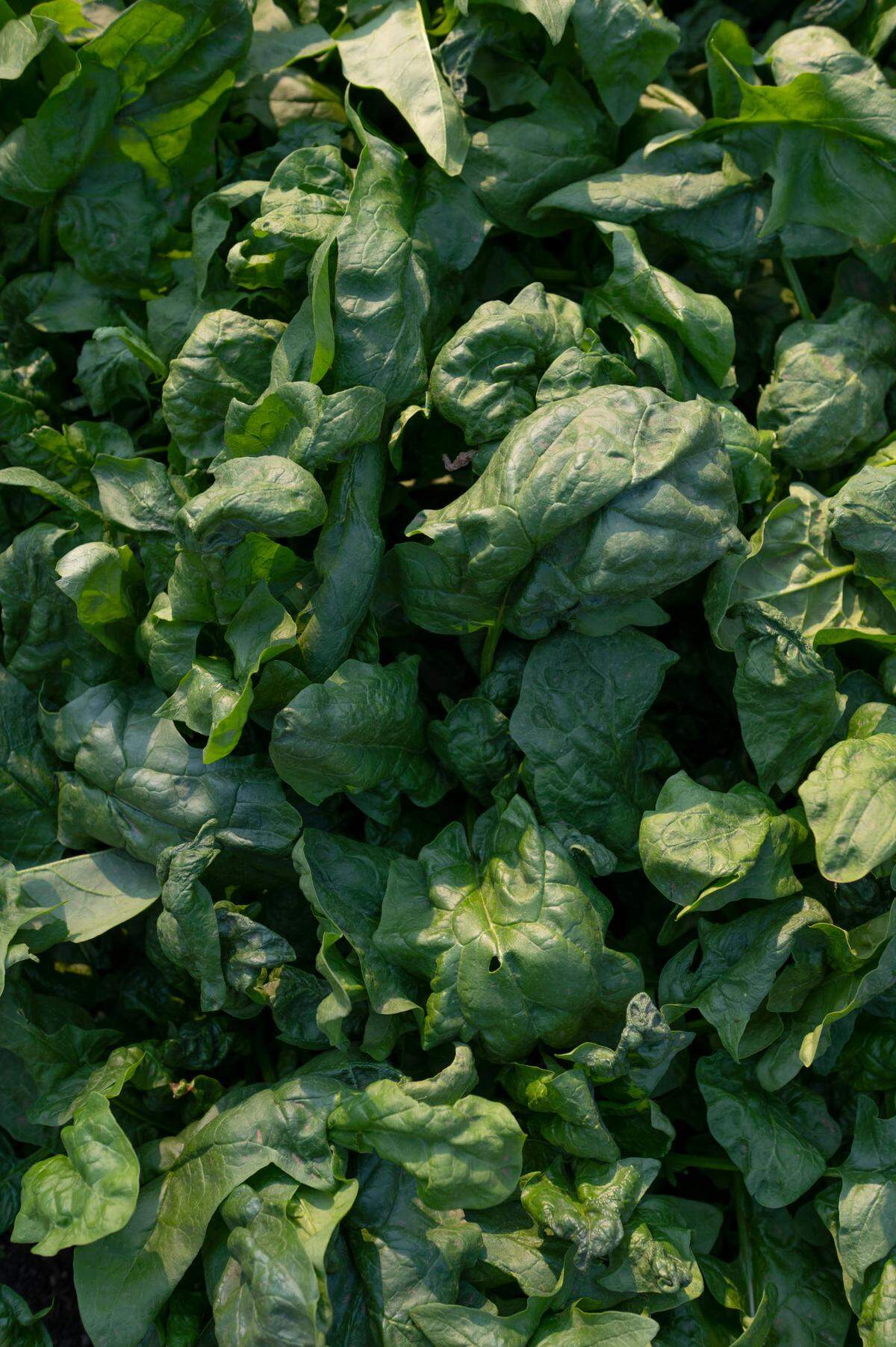 Spinach grows in a garden bed at Heather Gray-Johnson’s home in Kansas City.