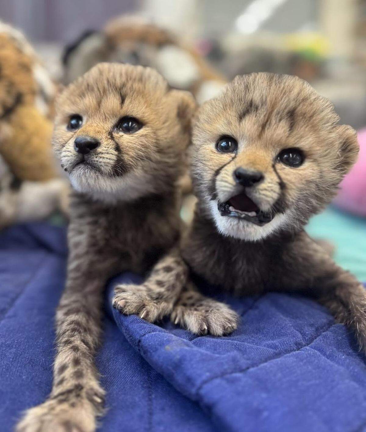 Zola and Lulu were born in November, the Cincinnati zoo told the Cincinnati Enquirer.