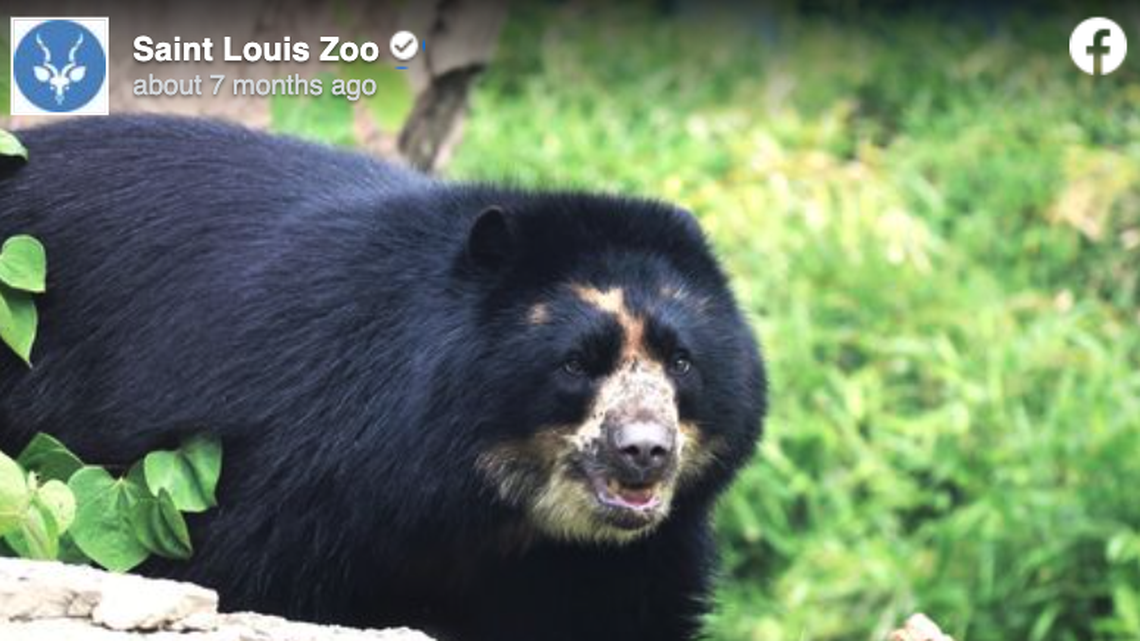 An Andean bear named Ben escaped from its habitat at the Saint Louis Zoo on Tuesday, Feb. 7, but was captured hours later, staff officials said.