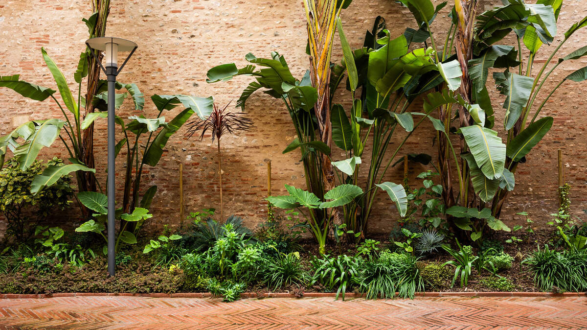 Patio greenery.