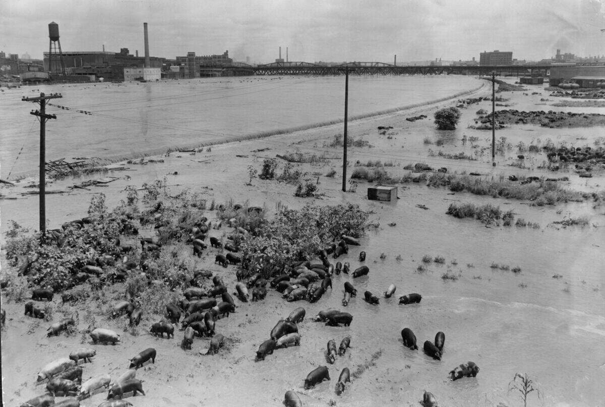 The Kaw River pours over the floodwall protecting the Kansas City Stockyards and into a hog yard, July 13, 1951.