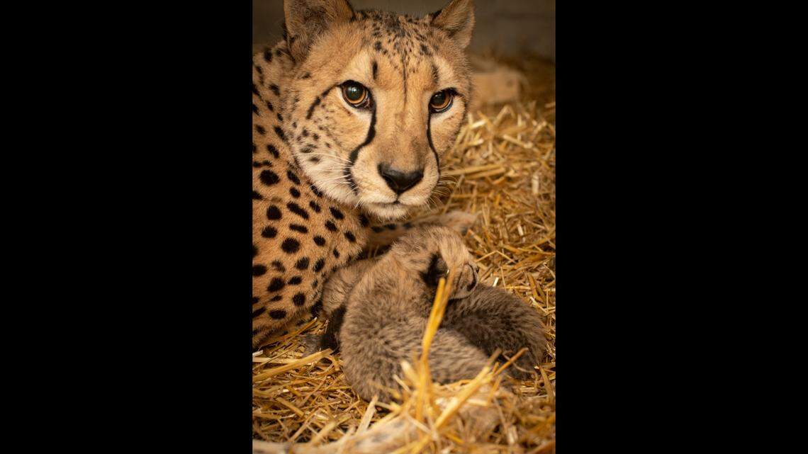 A cheetah known for being the first of the species to give birth to cubs using IVF has died, an Ohio zoo said.