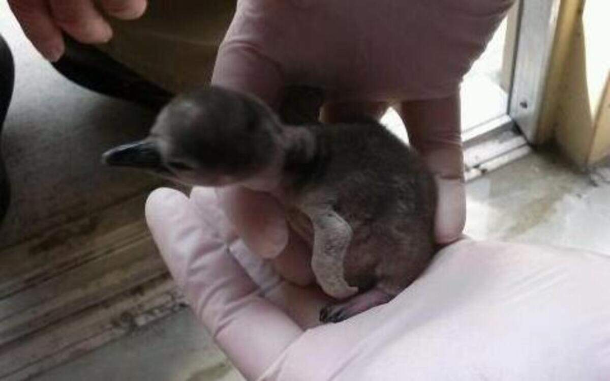 
A Humboldt penguin hatched Sunday at the Kansas City Zoo.
